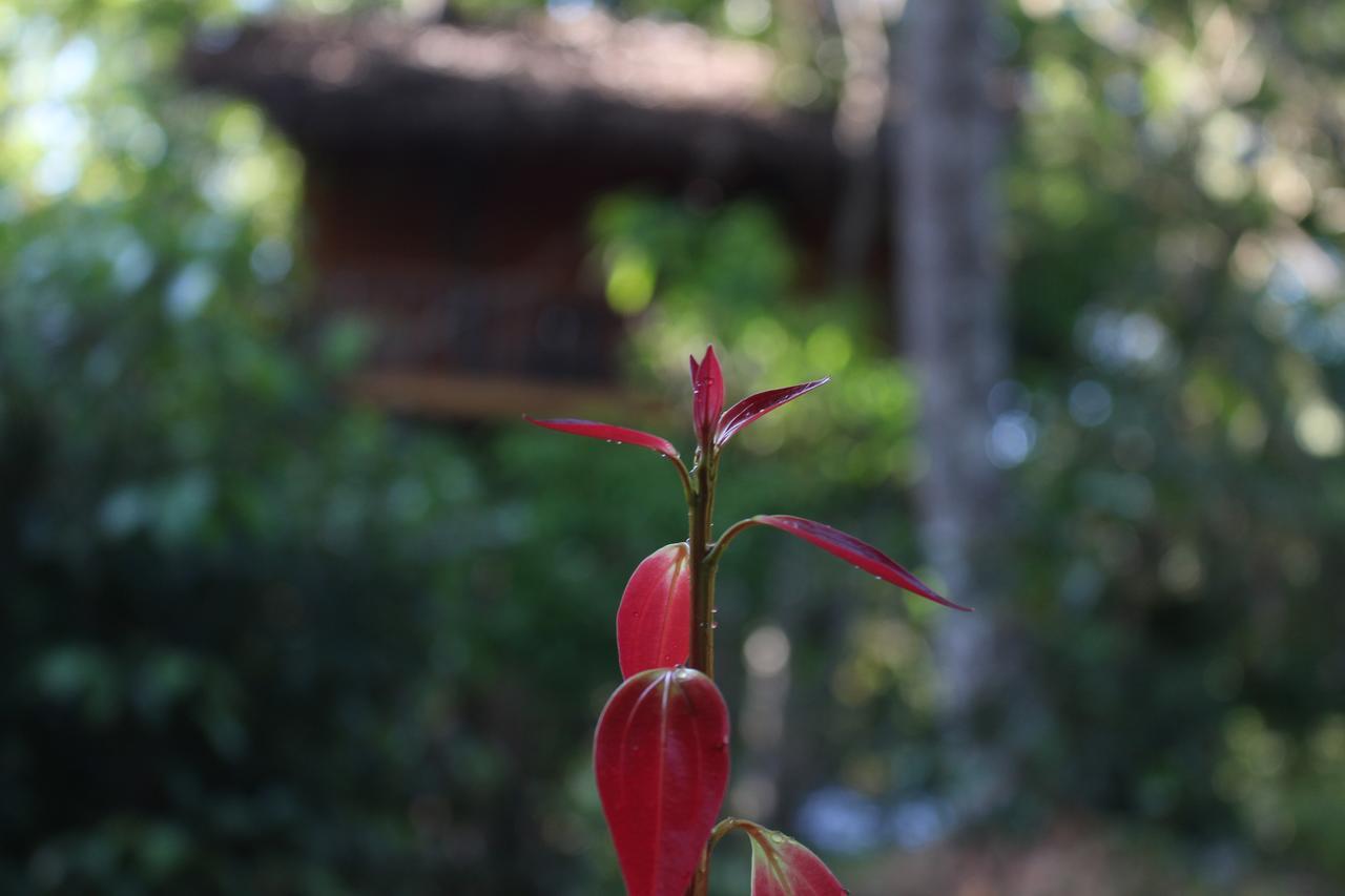 Villa Tree House-Midigama Weligama Exterior foto